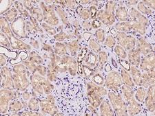 CHMP4C Antibody - Immunochemical staining of human CHMP4C in human kidney with rabbit polyclonal antibody at 1:100 dilution, formalin-fixed paraffin embedded sections.