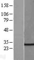 CHMP4C Protein - Western validation with an anti-DDK antibody * L: Control HEK293 lysate R: Over-expression lysate