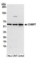 CHMP7 Antibody - Detection of human CHMP7 by western blot. Samples: Whole cell lysate (15 µg) from HeLa, HEK293T, and Jurkat cells prepared using NETN lysis buffer. Antibody: Affinity purified rabbit anti-CHMP7 antibody used for WB at 1:1000. Detection: Chemiluminescence with an exposure time of 3 minutes.