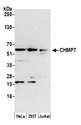 CHMP7 Antibody - Detection of human CHMP7 by western blot. Samples: Whole cell lysate (15 µg) from HeLa, HEK293T, and Jurkat cells prepared using NETN lysis buffer. Antibody: Affinity purified rabbit anti-CHMP7 antibody used for WB at 1:1000. Detection: Chemiluminescence with an exposure time of 3 minutes.