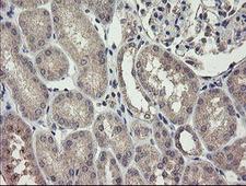 CHN1 Antibody - IHC of paraffin-embedded Human Kidney tissue using anti-CHN1 mouse monoclonal antibody.
