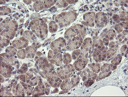 CHN1 Antibody - IHC of paraffin-embedded Human pancreas tissue using anti-CHN1 mouse monoclonal antibody.