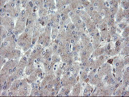 CHN1 Antibody - IHC of paraffin-embedded Human liver tissue using anti-CHN1 mouse monoclonal antibody. (Heat-induced epitope retrieval by 10mM citric buffer, pH6.0, 100C for 10min).