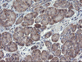 CHN1 Antibody - IHC of paraffin-embedded Human pancreas tissue using anti-CHN1 mouse monoclonal antibody. (Heat-induced epitope retrieval by 10mM citric buffer, pH6.0, 100C for 10min).