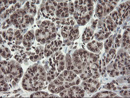 CHN1 Antibody - IHC of paraffin-embedded Human pancreas tissue using anti-CHN1 mouse monoclonal antibody. (Heat-induced epitope retrieval by 10mM citric buffer, pH6.0, 100C for 10min).