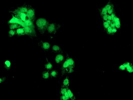 CHN1 Antibody - Anti-CHN1 mouse monoclonal antibody immunofluorescent staining of COS7 cells transiently transfected by pCMV6-ENTRY CHN1.