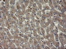 CHN1 Antibody - IHC of paraffin-embedded Human liver tissue using anti-CHN1 mouse monoclonal antibody.