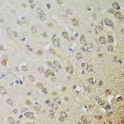 CHN1 Antibody - Immunohistochemistry of paraffin-embedded rat brain tissue.