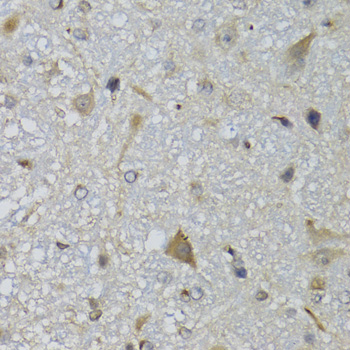 CHN1 Antibody - Immunohistochemistry of paraffin-embedded mouse brain tissue.