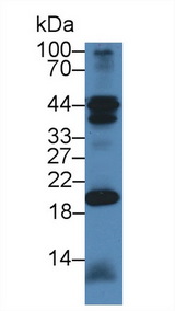 CHN2 / Chimerin 2 Antibody - Western Blot; Sample: Mouse Cerebellum lysate; Primary Ab: 1µg/ml Rabbit Anti-Mouse CHN2 Antibody Second Ab: 0.2µg/mL HRP-Linked Caprine Anti-Rabbit IgG Polyclonal Antibody