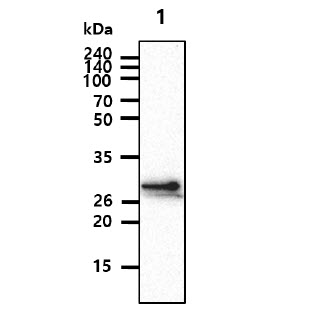 CHODL / Chondrolectin Antibody - The Cell lysates (40ug) were resolved by SDS-PAGE, transferred to PVDF membrane and probed with anti-human CHODL antibody (1:1000). Proteins were visualized using a goat anti-mouse secondary antibody conjugated to HRP and an ECL detection system. Lane 1.: Jurkat cell lysate Lane 2.: HaCaT cell lysate Lane 3.: HepG2 cell lysate Lane 4.: HeLa cell lysate