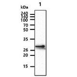 CHODL / Chondrolectin Antibody - The Cell lysates (40ug) were resolved by SDS-PAGE, transferred to PVDF membrane and probed with anti-human CHODL antibody (1:1000). Proteins were visualized using a goat anti-mouse secondary antibody conjugated to HRP and an ECL detection system. Lane 1.: Jurkat cell lysate Lane 2.: HaCaT cell lysate Lane 3.: HepG2 cell lysate Lane 4.: HeLa cell lysate