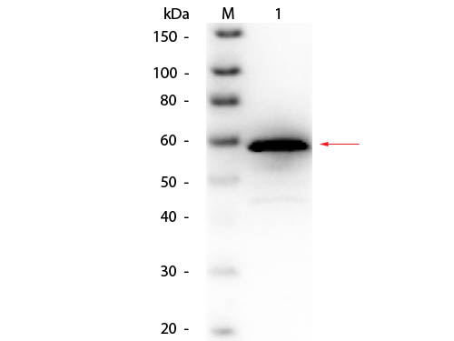 Choline Oxidase Antibody - Western Blot of Goat anti-Choline Oxidase (Alcaligenes species) Antibody Biotin Conjugated. Lane 1: Choline Oxidase (Alcaligenes species). Load: 50 ng per lane. Primary antibody: Goat anti-Choline Oxidase (Alcaligenes species) Antibody Biotin Conjugated at 1:1,000 overnight at 4°C. Secondary antibody: HRP streptavidin secondary antibody at 1:40,000 for 30 min at RT. Block: MB-070 for 30 min at RT. Predicted/Observed size: 60 kDa, 60 kDa for Choline Oxidase