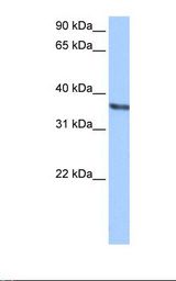 Chondroadherin / CHAD Antibody - HEPG2 cell lysate. Antibody concentration: 0.5 ug/ml. Gel concentration: 12%.  This image was taken for the unconjugated form of this product. Other forms have not been tested.