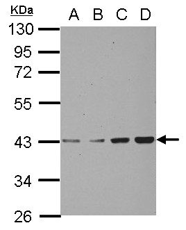 Chondroadherin / CHAD Antibody - Sample (30 ug of whole cell lysate) A: A549 B: H1299 C: HCT116 D: MCF-7 10% SDS PAGE CHAD antibody diluted at 1:1000