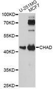 Chondroadherin / CHAD Antibody - Western blot analysis of extracts of various cell lines, using CHAD antibody at 1:1000 dilution. The secondary antibody used was an HRP Goat Anti-Rabbit IgG (H+L) at 1:10000 dilution. Lysates were loaded 25ug per lane and 3% nonfat dry milk in TBST was used for blocking. An ECL Kit was used for detection and the exposure time was 90s.