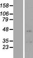 Chondroadherin / CHAD Protein - Western validation with an anti-DDK antibody * L: Control HEK293 lysate R: Over-expression lysate