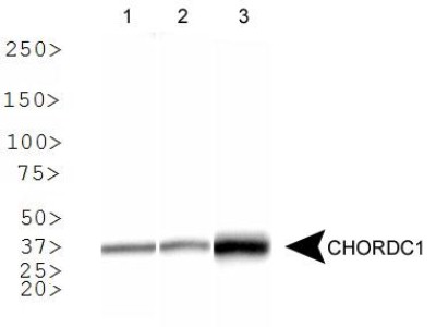CHORDC1 / CHP1 Antibody - Western Blot: CHORDC1 Antibody - Analysis of CHORDC1 in 1. human brain, 2. human heart and 3. mouse liver.  This image was taken for the unconjugated form of this product. Other forms have not been tested.