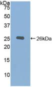 Chordin Antibody - Western Blot; Sample: Recombinant CHRD, Mouse.
