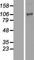 Chordin Protein - Western validation with an anti-DDK antibody * L: Control HEK293 lysate R: Over-expression lysate