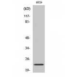 CHP2 Antibody - Western blot of CHP2 antibody