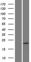 CHP2 Protein - Western validation with an anti-DDK antibody * L: Control HEK293 lysate R: Over-expression lysate