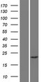 CHP2 Protein - Western validation with an anti-DDK antibody * L: Control HEK293 lysate R: Over-expression lysate