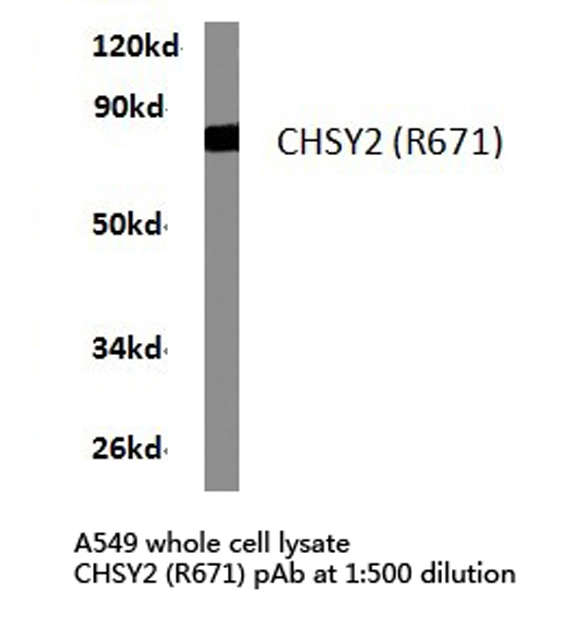 CHPF / CHSY2 Antibody - Western blot of CHSY2 (R671) pAb in extracts from A549 cells.