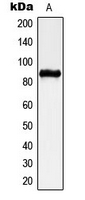 CHPF / CHSY2 Antibody - Western blot analysis of CHSY2 expression in A549 (A) whole cell lysates.