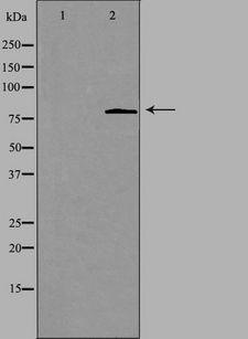CHPF / CHSY2 Antibody - Western blot analysis of extracts of LOVO cells using CHSS2 antibody. The lane on the left is treated with the antigen-specific peptide.