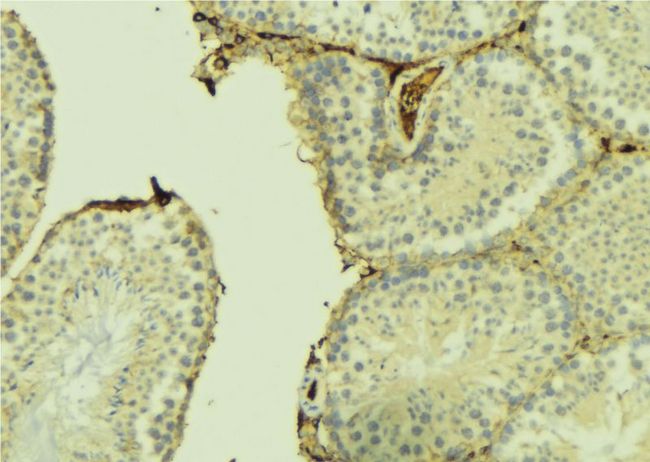 CHPF / CHSY2 Antibody - 1:100 staining mouse testis tissue by IHC-P. The sample was formaldehyde fixed and a heat mediated antigen retrieval step in citrate buffer was performed. The sample was then blocked and incubated with the antibody for 1.5 hours at 22°C. An HRP conjugated goat anti-rabbit antibody was used as the secondary.