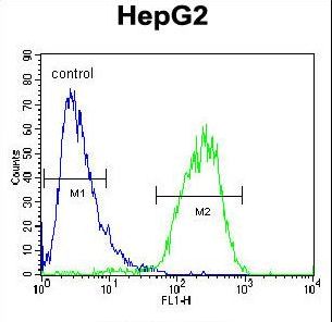CHPT1 Antibody - CHPT1 Antibody flow cytometry of HepG2 cells (right histogram) compared to a negative control cell (left histogram). FITC-conjugated goat-anti-rabbit secondary antibodies were used for the analysis.