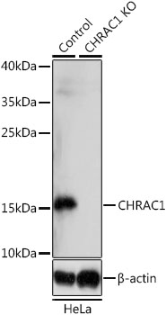 CHRAC1 Antibody - Western blot analysis of extracts from normal (control) and CHRAC1 knockout (KO) HeLa cells, using CHRAC1 antibody at 1:1000 dilution. The secondary antibody used was an HRP Goat Anti-Rabbit IgG (H+L) at 1:10000 dilution. Lysates were loaded 25ug per lane and 3% nonfat dry milk in TBST was used for blocking. An ECL Kit was used for detection and the exposure time was 15s.