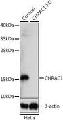 CHRAC1 Antibody - Western blot analysis of extracts from normal (control) and CHRAC1 knockout (KO) HeLa cells using CHRAC1 Polyclonal Antibody at dilution of 1:1000.