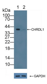 CHRDL1 Antibody - Knockout Varification: Lane 1: Wild-type 293T cell lysate; Lane 2: CHRDL1 knockout 293T cell lysate; Predicted MW: 51,37kd Observed MW: 40kd Primary Ab: 2µg/ml Rabbit Anti-Mouse CHRDL1 Antibody Second Ab: 0.2µg/mL HRP-Linked Caprine Anti-Rabbit IgG Polyclonal Antibody