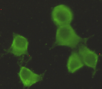 CHRDL1 Antibody - Immunocytochemistry stain of HeLa using CHRDL1 mouse monoclonal antibody (1:300).