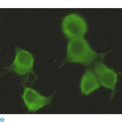 CHRDL1 Antibody - Immunocytochemistry stain of Hela using CHRDL1 mouse mAb (1:300).