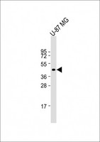 CHRFAM7A Antibody - Anti-CHRFAM7A Antibody (C-Term) at 1:2000 dilution + U-87 MG whole cell lysate Lysates/proteins at 20 ug per lane. Secondary Goat Anti-Rabbit IgG, (H+L), Peroxidase conjugated at 1:10000 dilution. Predicted band size: 46 kDa. Blocking/Dilution buffer: 5% NFDM/TBST.