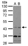 CHRFAM7A Antibody - Sample (30 ug of whole cell lysate) A: U87-MG B: MCF-7 10% SDS PAGE CHRFAM7A antibody diluted at 1:500