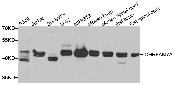 CHRFAM7A Antibody - Western blot analysis of extracts of various cells.