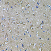 CHRFAM7A Antibody - Immunohistochemistry of paraffin-embedded rat brain tissue.