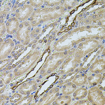 CHRFAM7A Antibody - Immunohistochemistry of paraffin-embedded rat kidney tissue.