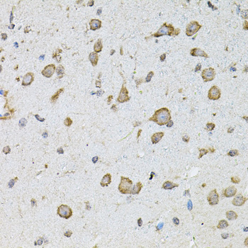 CHRFAM7A Antibody - Immunohistochemistry of paraffin-embedded mouse brain tissue.