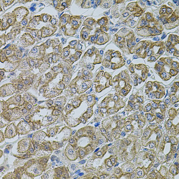 CHRFAM7A Antibody - Immunohistochemistry of paraffin-embedded mouse stomach tissue.