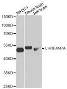 CHRFAM7A Antibody - Western blot analysis of extracts of various cell lines, using CHRFAM7A antibody at 1:1000 dilution. The secondary antibody used was an HRP Goat Anti-Rabbit IgG (H+L) at 1:10000 dilution. Lysates were loaded 25ug per lane and 3% nonfat dry milk in TBST was used for blocking. An ECL Kit was used for detection and the exposure time was 1s.