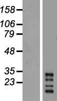 CHRFAM7A Protein - Western validation with an anti-DDK antibody * L: Control HEK293 lysate R: Over-expression lysate