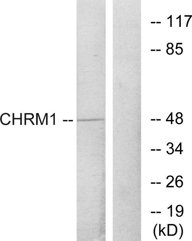 CHRM1 / M1 Antibody - Western blot analysis of lysates from HepG2 cells, using CHRM1 Antibody. The lane on the right is blocked with the synthesized peptide.