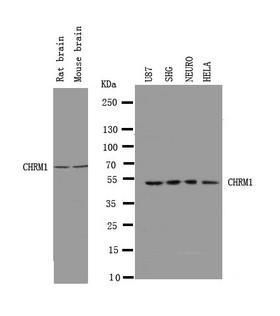 CHRM1 / M1 Antibody - WB of CHRM1 / M1 antibody. Lane 1: Rat Brain Tissue Lysate. Lane 2: Mouse Brain Tissue Lysate. Lane 3: U87 Cell Lysate. Lane 4: SHG Cell Lysate. Lane 5: NEURO Cell Lysate. Lane 6: HELA Cell Lysate.
