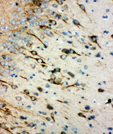 CHRM1 / M1 Antibody - CHRM1 / M1 antibody. IHC(P): Rat Brain Tissue.