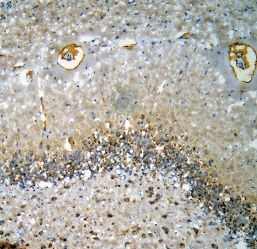 CHRM1 / M1 Antibody - IHC analysis of CHRM1 using anti-CHRM1 antibody. CHRM1 was detected in frozen section of rat brain tissues. Heat mediated antigen retrieval was performed in citrate buffer (pH6, epitope retrieval solution) for 20 mins. The tissue section was blocked with 10% goat serum. The tissue section was then incubated with 1µg/ml rabbit anti-CHRM1 Antibody overnight at 4°C. Biotinylated goat anti-rabbit IgG was used as secondary antibody and incubated for 30 minutes at 37°C. The tissue section was developed using Strepavidin-Biotin-Complex (SABC) with DAB as the chromogen.